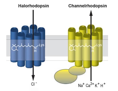 Opsins-2.jpg