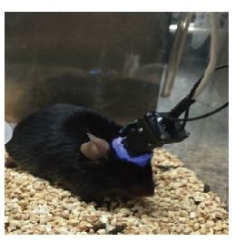 Bruchas pub_nVista mouse.jpg