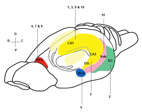 Memory circuitry V3-686233-edited.png