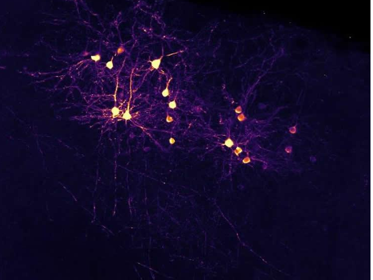 neuron-connection-theory-neurosciencenews