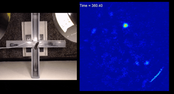 vCA1 activity on EPM