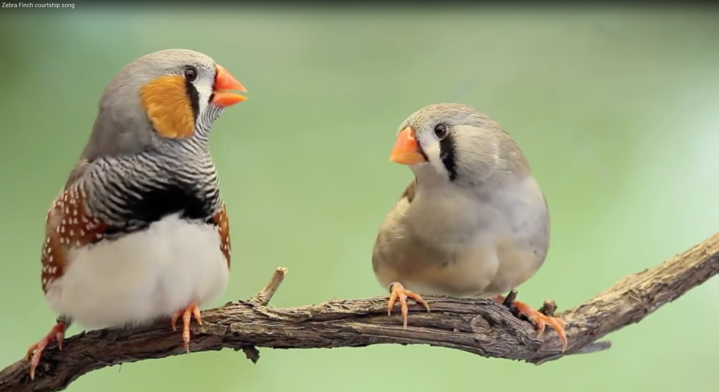 zebra finch courtship song.png
