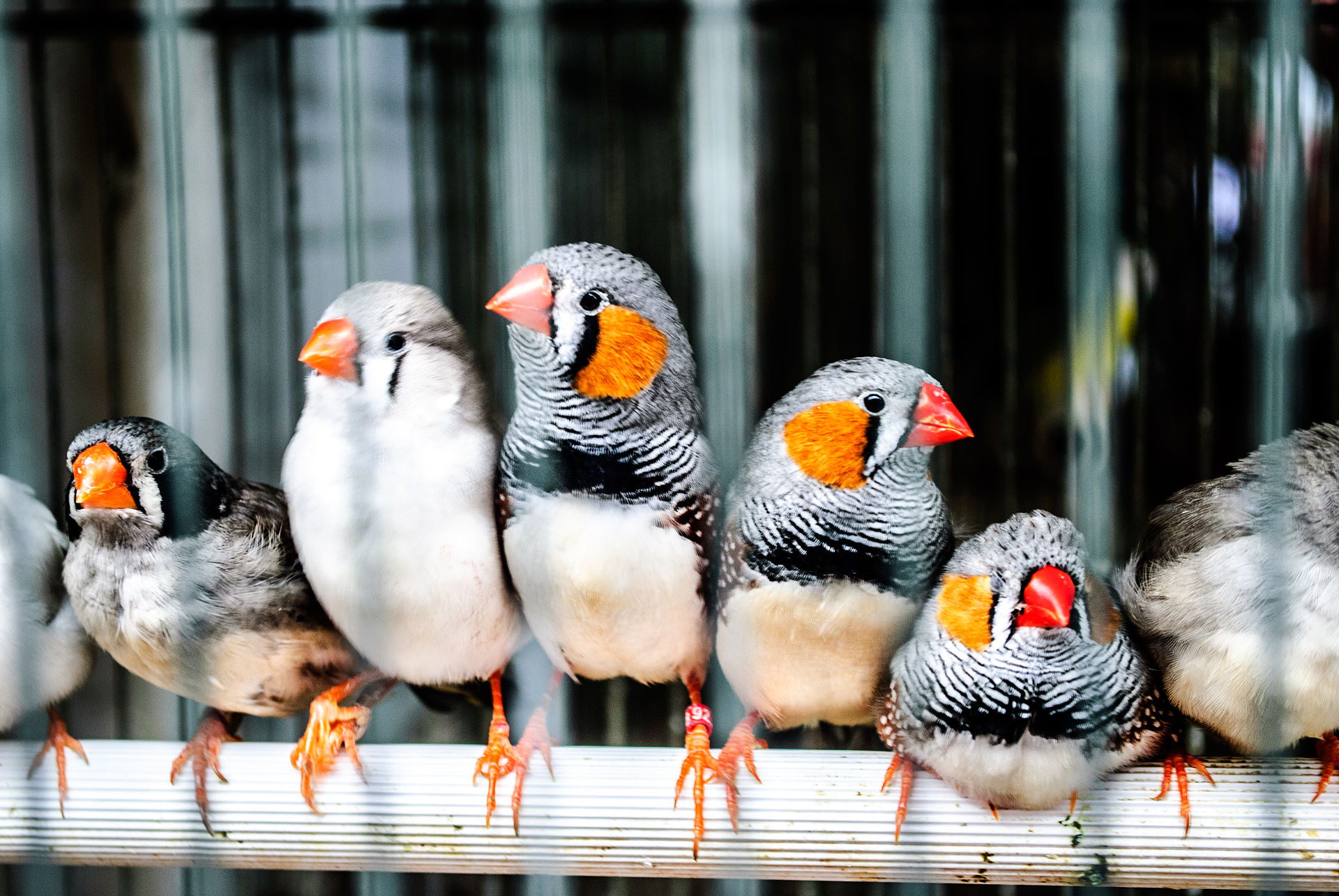 zebra finches in a cage.jpg
